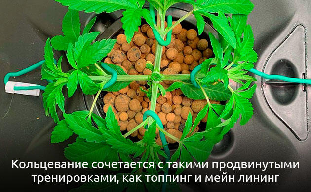Совмещение кольцевания с другими тренировками