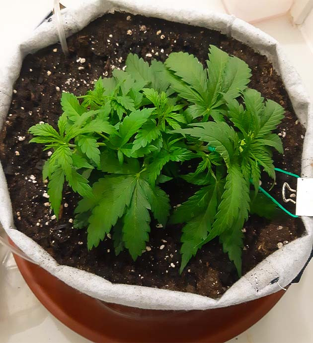 Замена ламп и настройка освещения Gorilla Auto Полив и подкормка Gorilla Auto