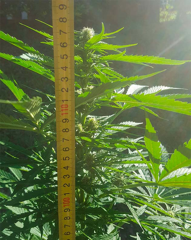 Изменение роста куста каннабиса Куст конопли выстой 117 см