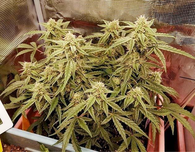 Куст Godfather OG Auto на 7 неделе развития