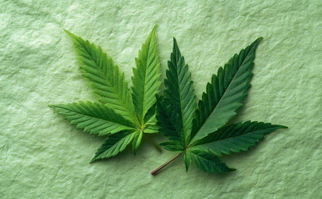 Производство конопляной бумаги Бумага из конопли