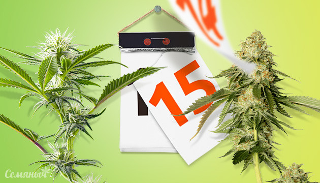 Период созревания конопли Дата созревания конопли на календаре