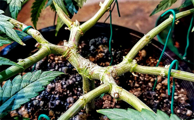 Тренировка марихуаны LST Low Stress Training