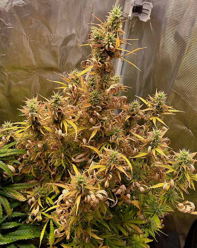 Куст конопли с сухими листьями