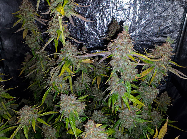 Куст Tashkenti Auto на 14 неделе выращивания