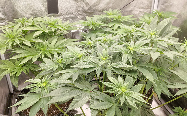 Все три куста выглядят красивыми Lemon Tree: равенство в росте