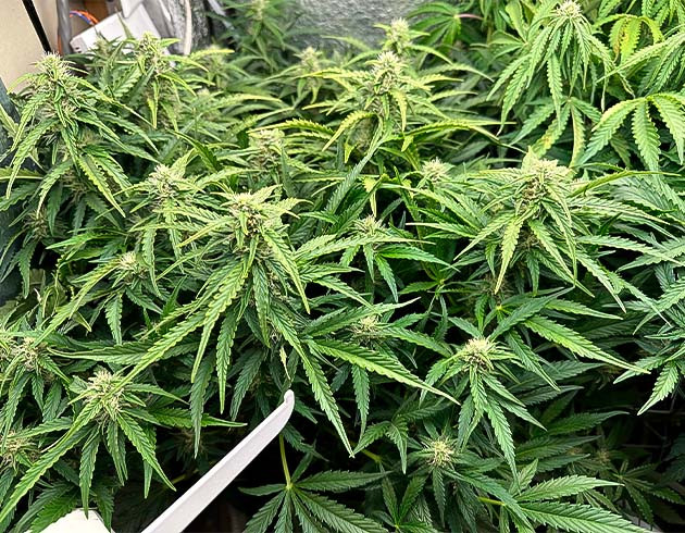 Запах конопли усилился