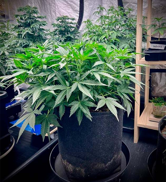 Сладко-травянистый аромат и изменения в составе удобрений Куст Cherry Cola Auto на 7 неделе выращивания