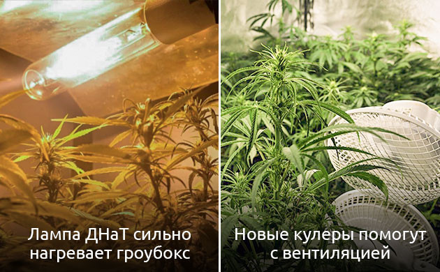 Влияние температуры на свет Поддержание оптимальной температуры