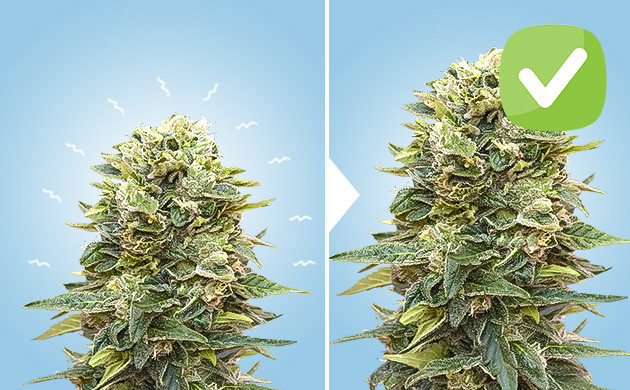 Стрессы каннабиса для урожайности Стрессы конопли для урожайности