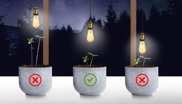 Освещение марихуаны Неправильное освещение