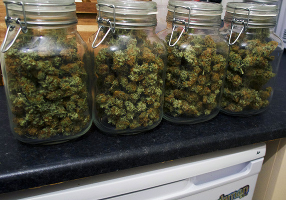 Собранные шишки White Widow