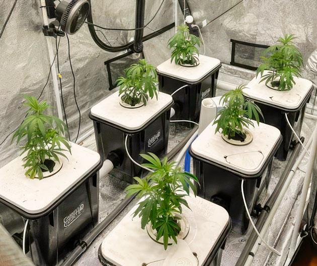 Рост клонов после первой подкормки: ускорение высоты и боковой массы