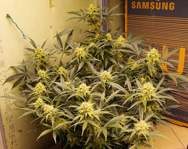 Пожелтение сахарных листиков на 10 неделе Куст конопли с крупными соцветиями