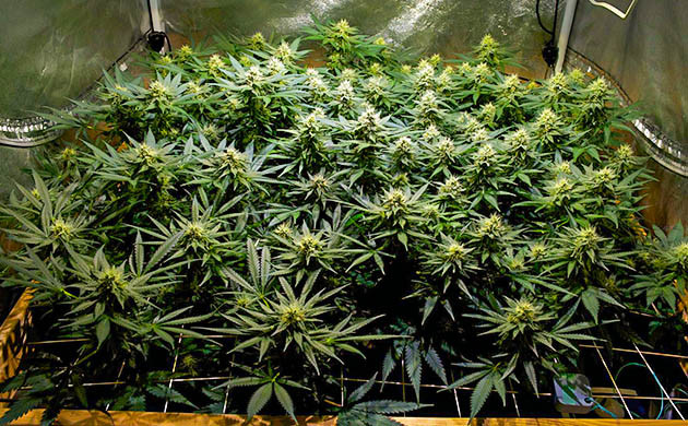 Появление трихом на шишках