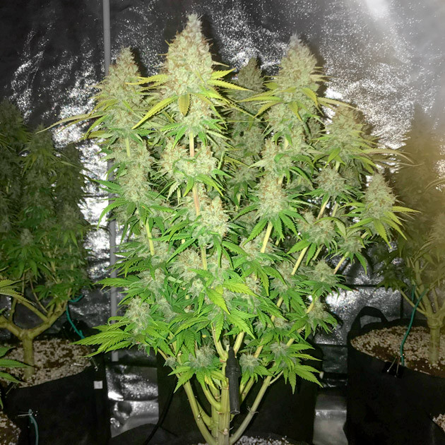 Обрезка готовых кустов