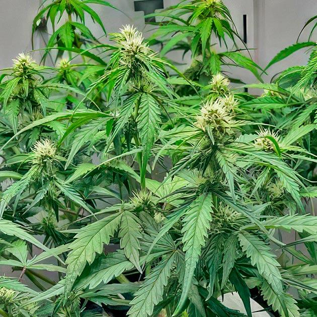 Автоцвет на старте цветения, подозрение на перекорм и падение pH Марихуана на цветении