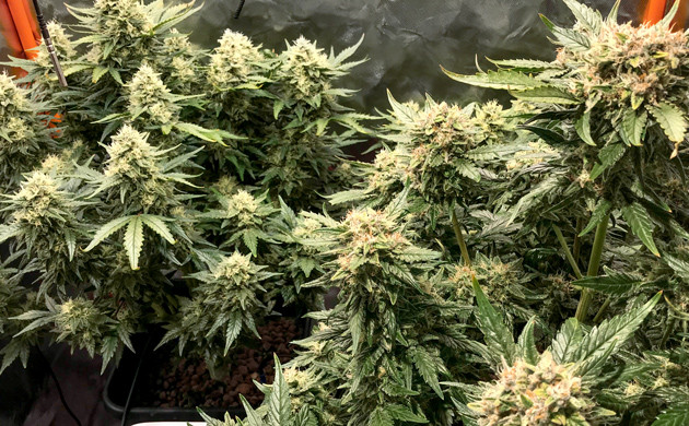 Сбор урожая марихуаны