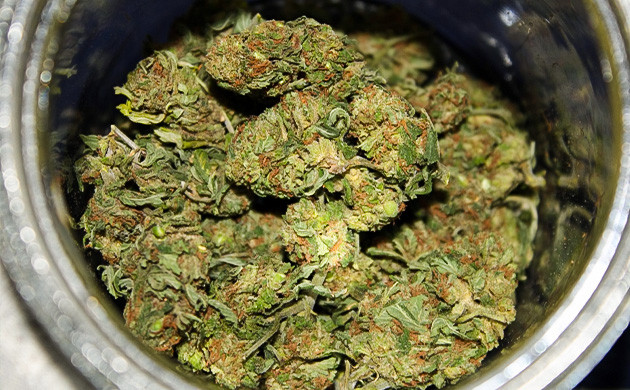 Урожай сухих шишек