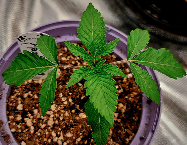 Росток в двухлитровом горшке