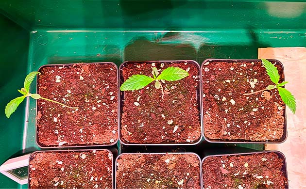 Росток Blueberry Hill от Herbies Seeds на 3 неделе