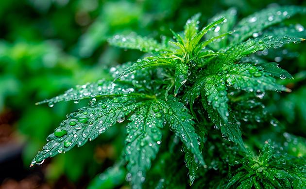 Абсцизовая кислота — встроенная системы тревоги, активирующаяся при любых внешних угрозах Абсцизовая кислота – защитник от стрессов