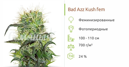 Bad Azz Kush от Barney's Farm