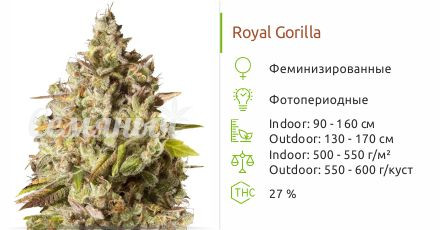Royal Gorilla от Royal Queen Seeds