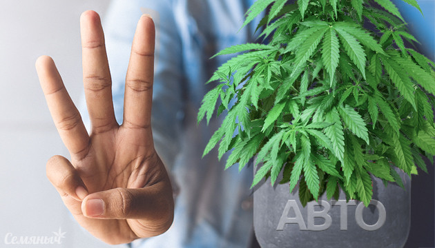 Причины выбрать автоцветущую коноплю Автоцветущий каннабис