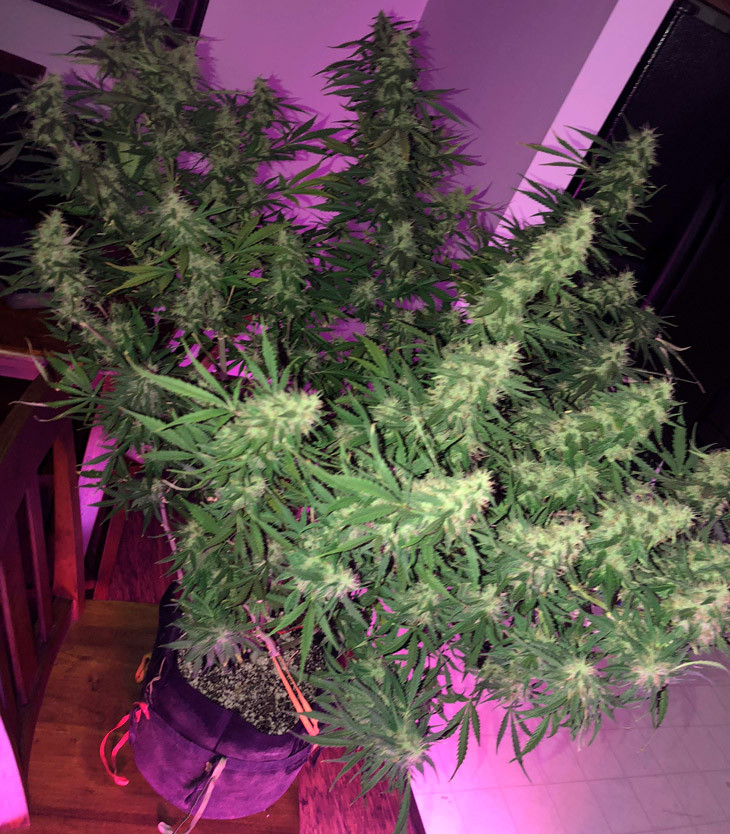 Марихуана покрытая трихомами