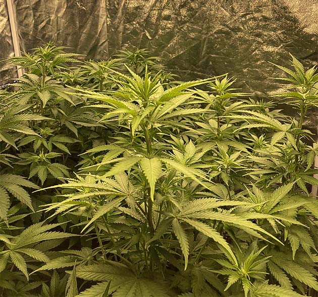 Растение Liberty Haze на 8 неделе выращивания