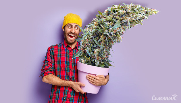 Способы ускорения роста каннабиса