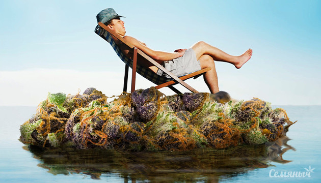 Сорта от стресса Помощь от стресса