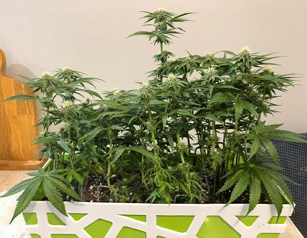 Каннабис на 11 неделе роста