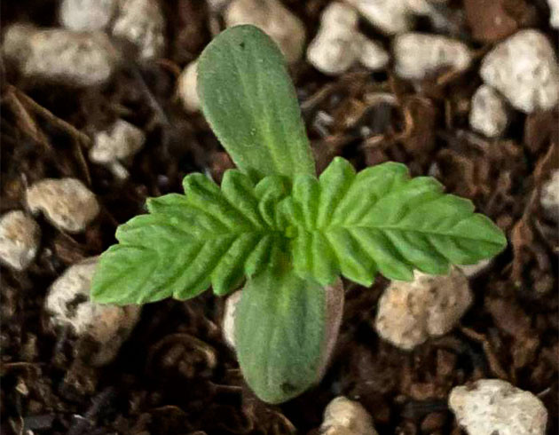 Росток сорта Northern Lights 10 of 10