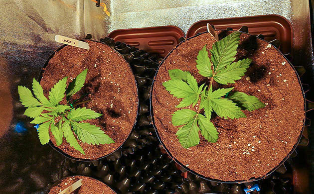 Два одинаковых куста конопли с тремя этажами листьев