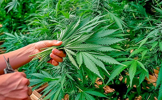 Дополнительные советы по подвязыванию и поддержке каннабиса Советы по подвязыванию и поддержке конопли