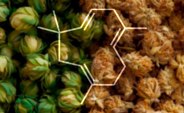 Гумулен: химическая формула и его особенности Чем гумулен отличается от других терпенов