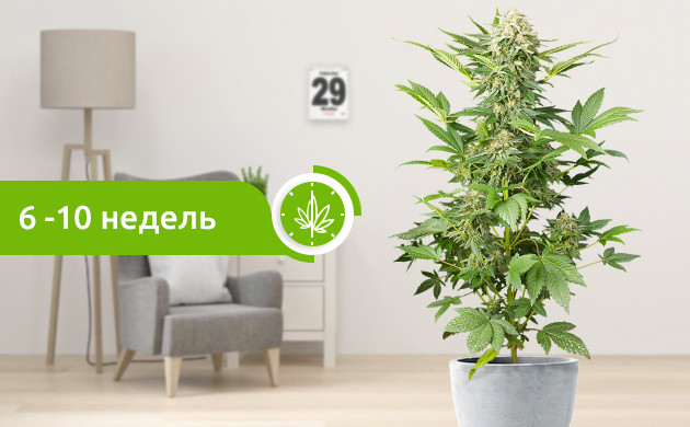 Время созревания индики Созревание индики 6-10 недель