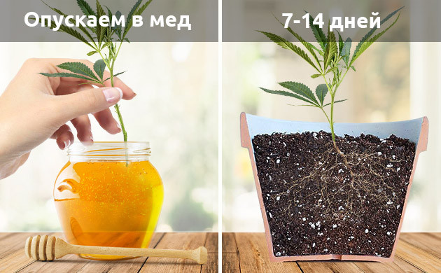 Погружение черенка в мед