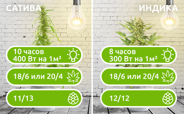 Разница в освещении Сативы и Индики Выбор освещения для разных видов конопли