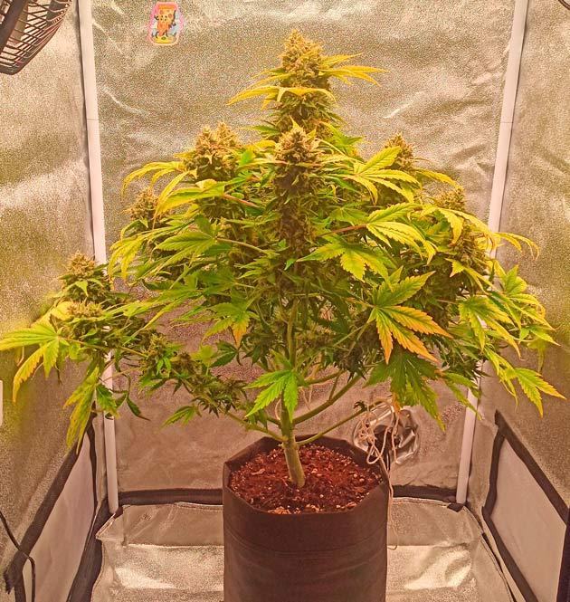 Куст Pink Rozay Auto от 7CH American на 11 неделе развития