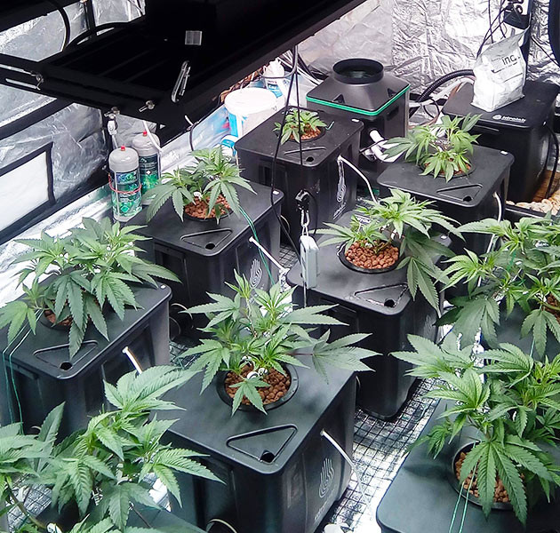 Обрезка веерных листьев конопли