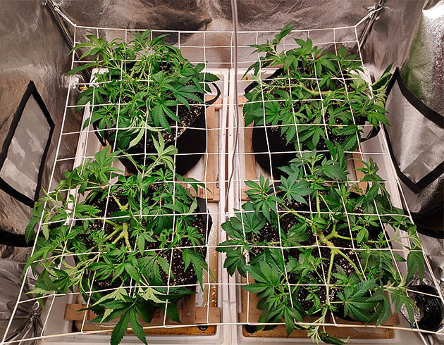 Сетка Скрог над кустами