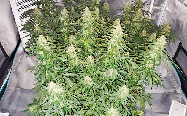 Auto Lemon Kix на 8 неделе 