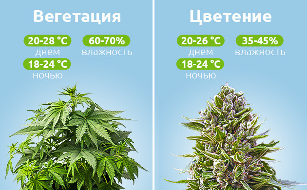 Условия микроклимата на разных стадиях развития каннабиса