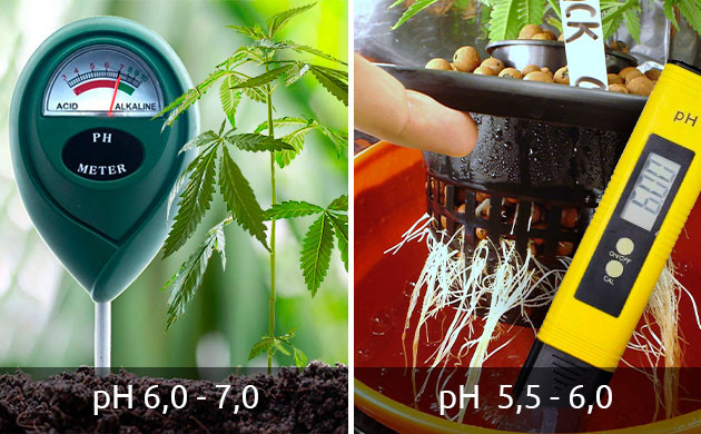 Как устранить недостаток меди у каннабиса Как устранить дефицит меди у конопли