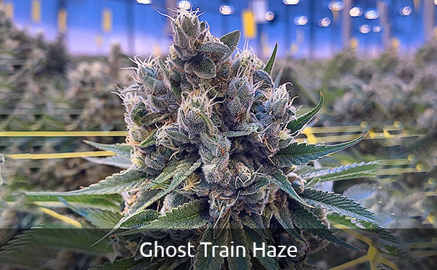 Ghost Train Haze