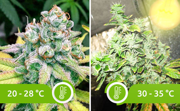 Появление лисьего хвоста от температурного стресса