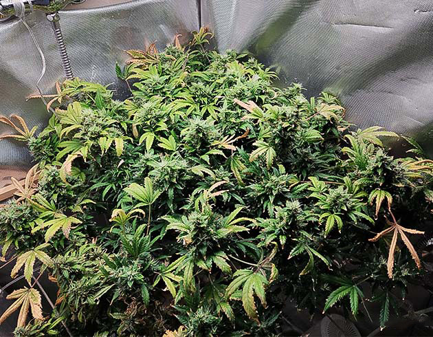 Куст перед харвестом